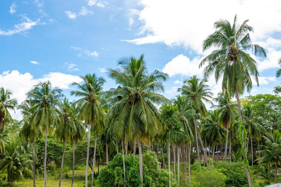 Anibesh Hotel Havelock Island Εξωτερικό φωτογραφία