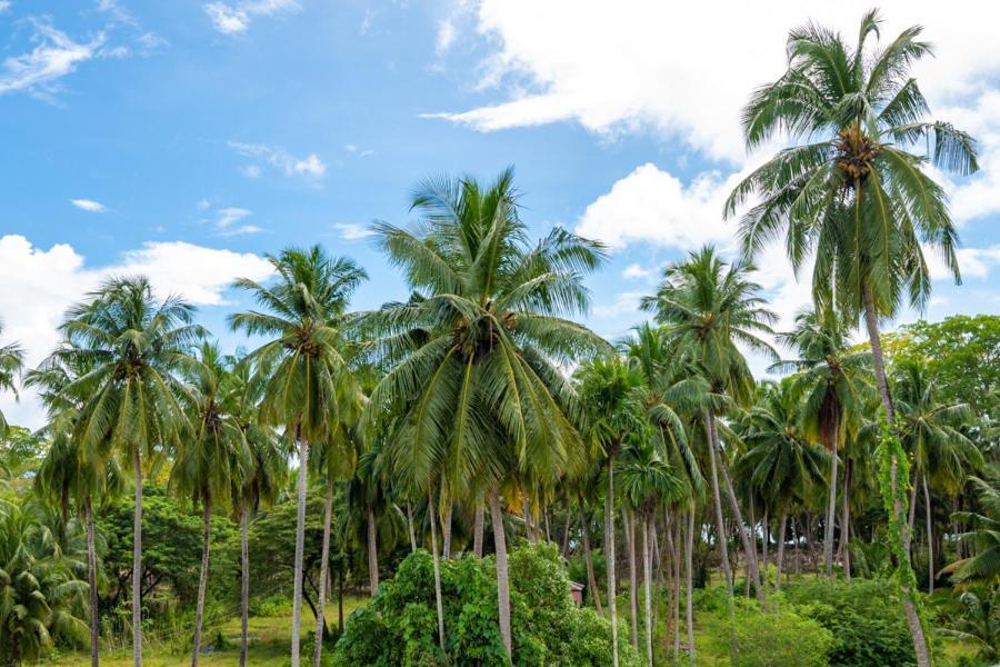 Anibesh Hotel Havelock Island Εξωτερικό φωτογραφία